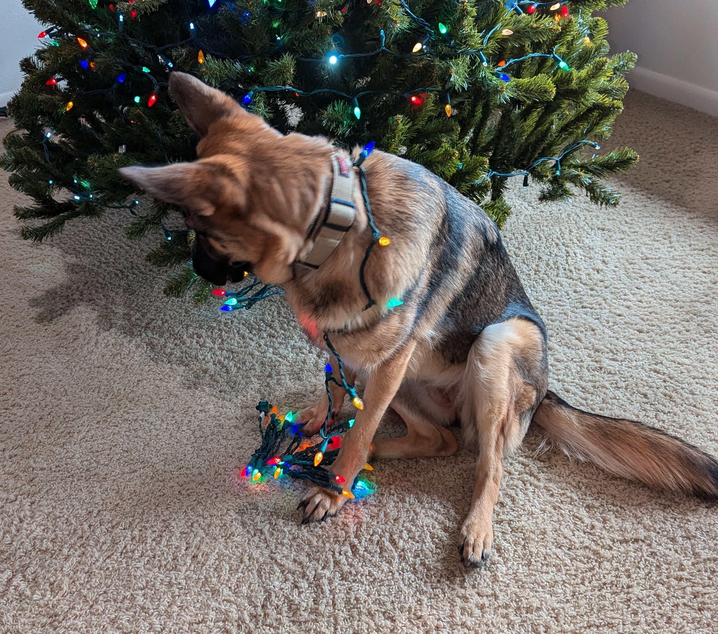 Dog with Christmas lights